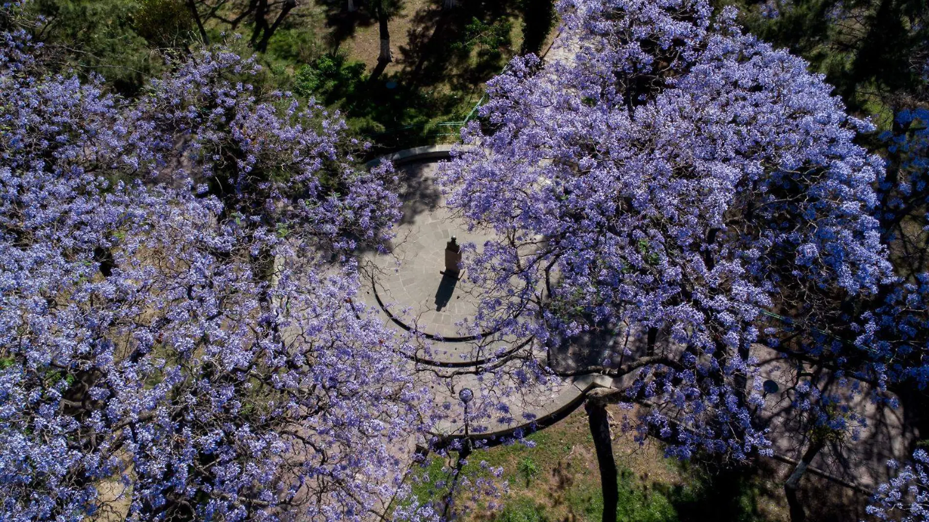 arboles de jacarandas  (9)